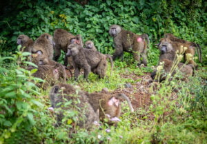 10-Day Majestic Mount Kenya Trekking Adventure