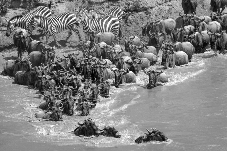 10-Day Tanzania Serengeti Migration Trail