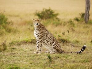 11-Day Kenya’s Untamed Northern Frontier Exploration