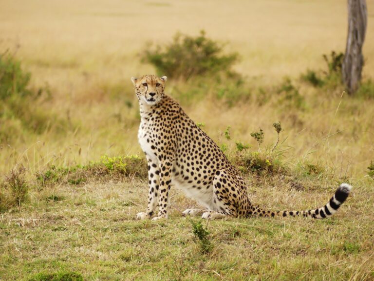 11-Day Kenya’s Untamed Northern Frontier Exploration