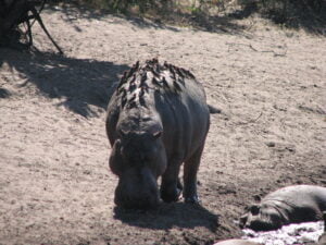 11-Day Tanzania’s Untouched Wilderness Katavi & Mahale