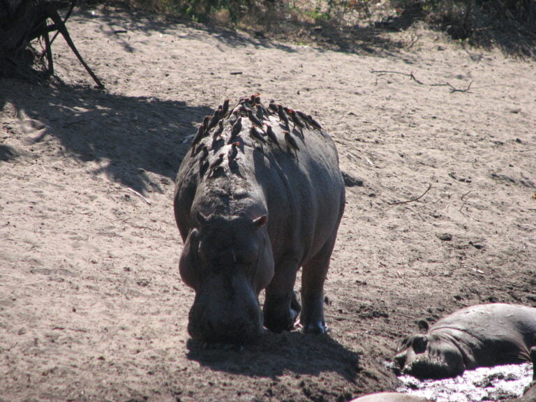 11-Day Tanzania’s Untouched Wilderness: Katavi & Mahale