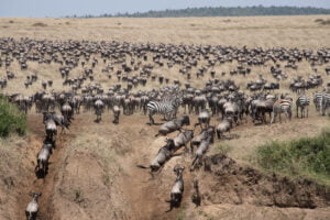 12-Day Kenya Great Migration Safari Experience