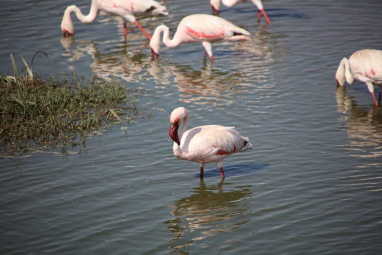 12-Day Tanzania Birdwatching Bonanza: Lake Manyara & Beyond
