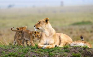 5-Day Kenya Lion Safari Maasai Mara Big Cats Extravaganza