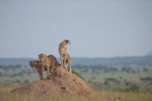 14-Day Ultimate Tanzania Wildlife Safari