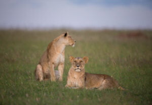 5-Day Tanzania Big Cats Safari Extravaganza