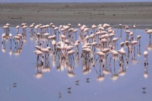 7-Day Kenya’s Rift Valley Lakes Birdwatching Odyssey