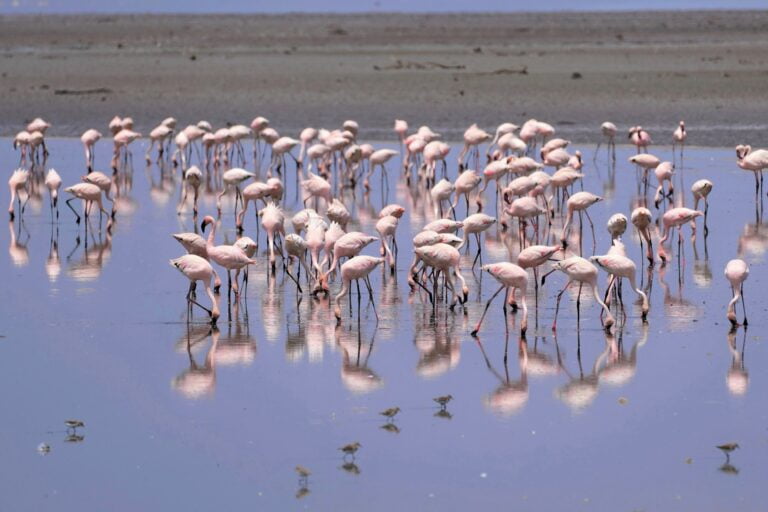 7-Day Kenya’s Rift Valley Lakes Birdwatching Odyssey
