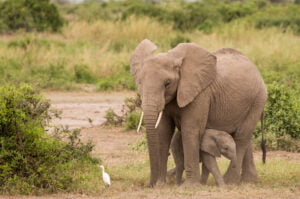 9-Day Amboseli Tsavo Safari Experience 9-Day Amboseli Elephants & Tsavo Big Game Safari Experience Iconic Views of Mount Kilimanjaro