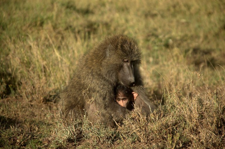 Aberdare National Park