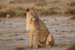 Amboseli National Park