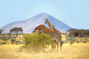 Chyulu Hills