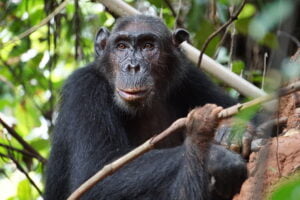 Gombe Stream National Park