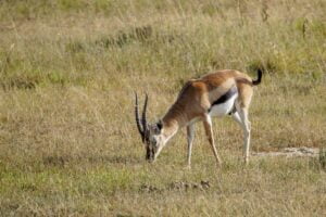 Lake Nakuru National Park