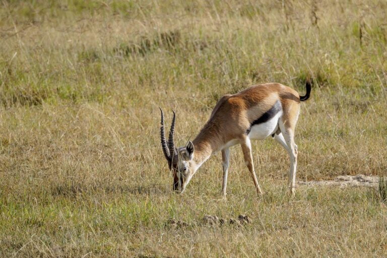 Lake Nakuru National Park