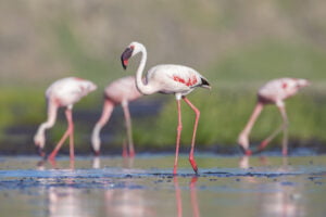 Lake Natron