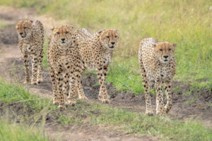 Maasai Mara National Reserve