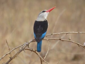 Meru National Park