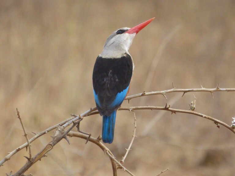 Meru National Park