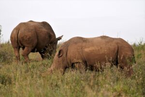 Nairobi National Park