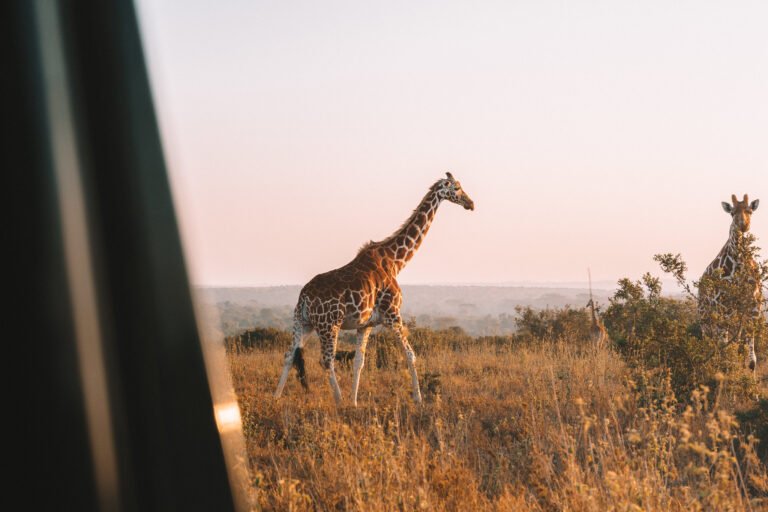 Samburu, Shaba and Buffalo Springs Reserves