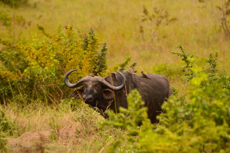 Shimba Hills National Reserve