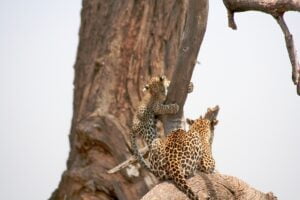 Tsavo East and Tsavo West National Parks