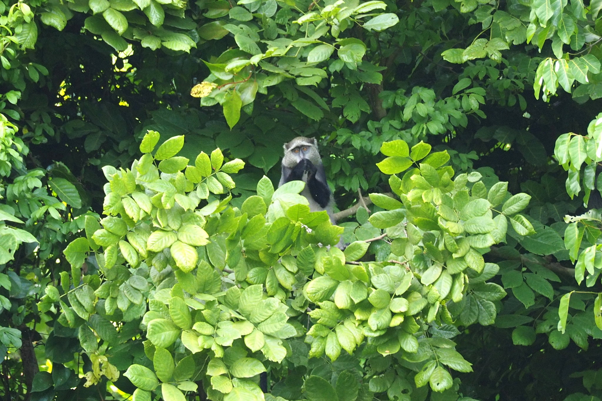Udzungwa Mountains National Park
