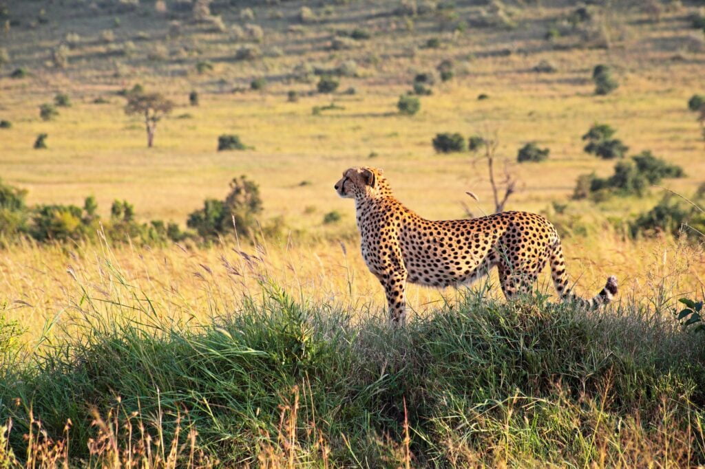 Cheetah in the Masai Mara reserve in Kenya