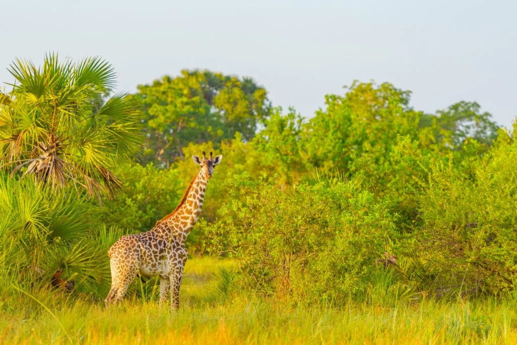 Giraffe in African safari park