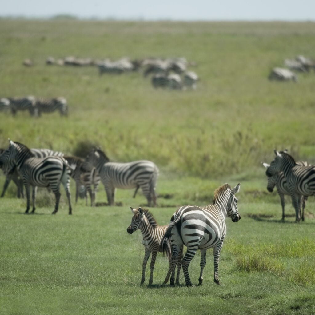 herd of zebra in the Serengeti
