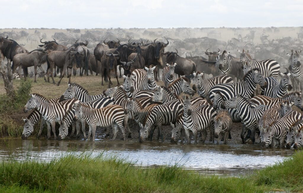 Tanzania Safari Tours,Zebras drinking at the Serengeti National Park, Tanzania, Africa