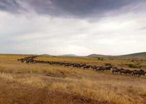 12-Day Wildebeest Migration Epic Journey