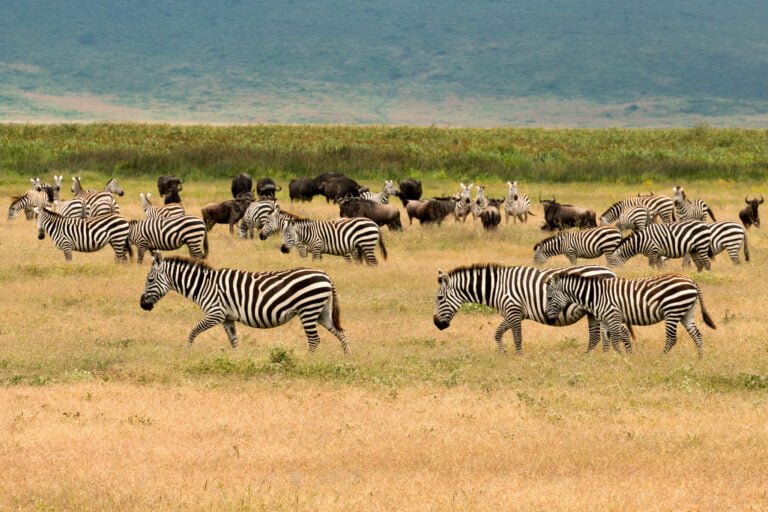 4-Day Tanzania Camping Safari