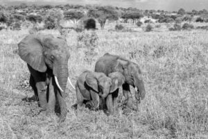 7-Day Serengeti Safari Quest