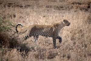 8-Day Tanzanian Essence Journey