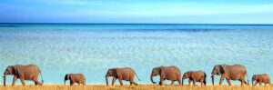Saadani National Park