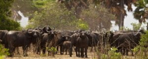 Katavi National Park