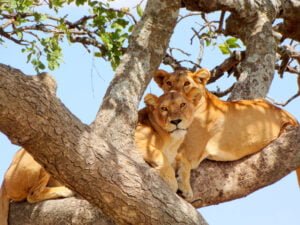 Lake Manyara National Park