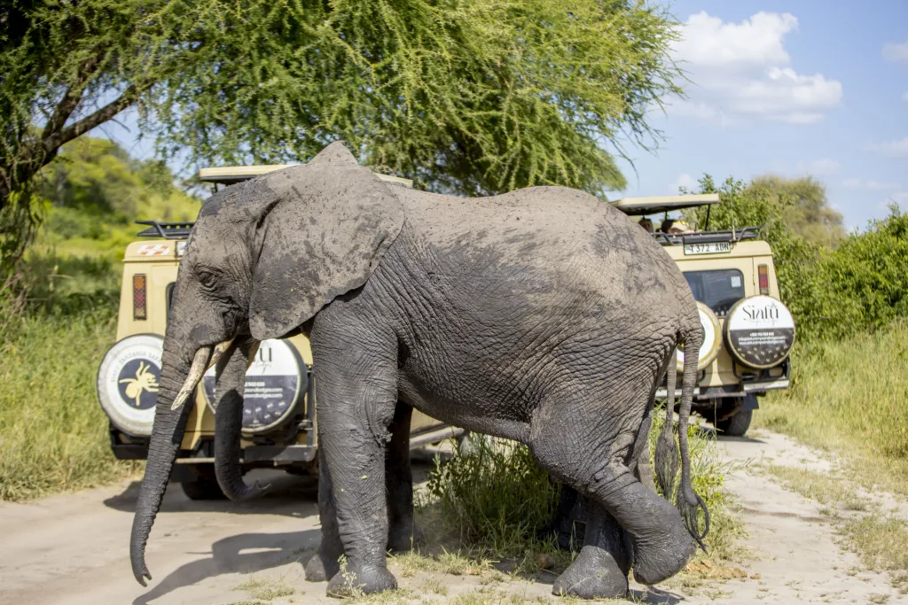 7 Days Tanzania Budget Safari