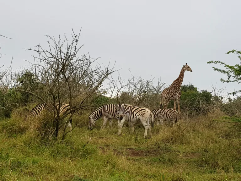 Arusha National Park Day Trip