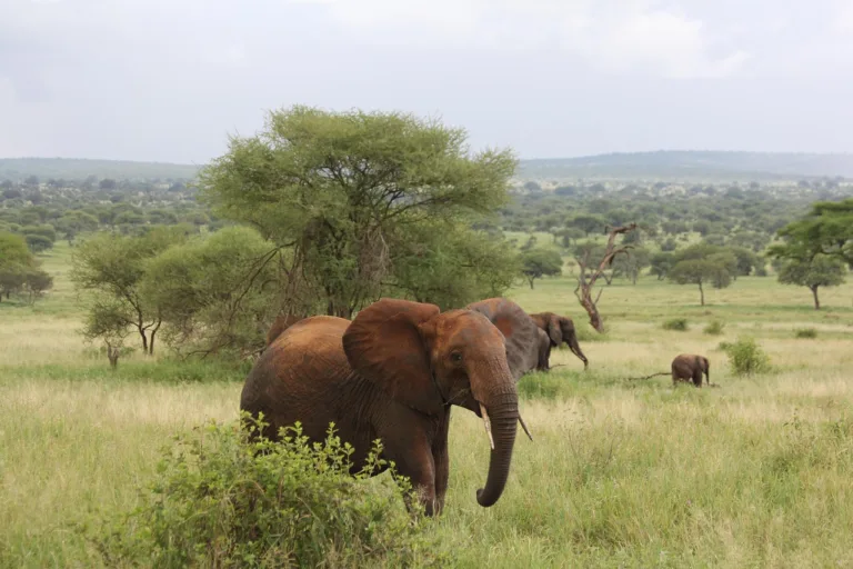 Tarangire National Park Group Joining Day Trip