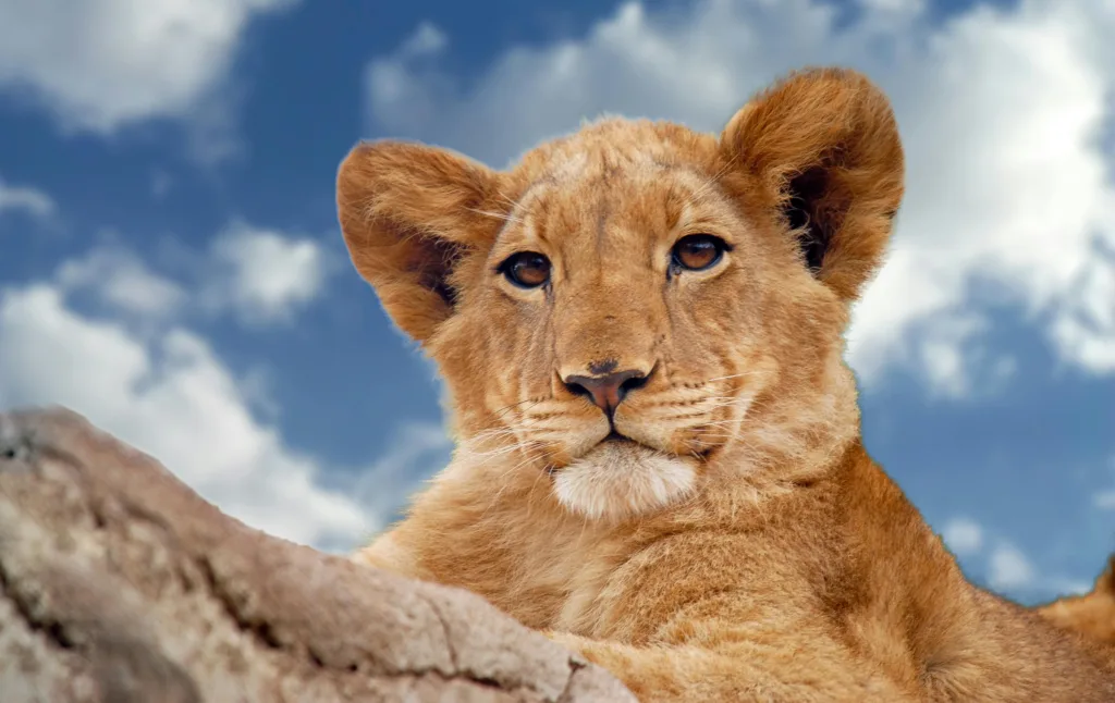 5-Day Tanzania Big Cats Safari Extravaganza
